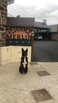Merlin Des Druides *